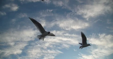 Looking up at seagulls in flight Stock Footage 279023809
