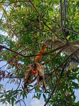 Looking up, seeing tree trunks and green leaves that are partly dry and brown. T Foto stock