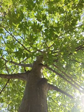 Looking up, seeing tree trunks and green leaves in the forest. Fresh and natural Stock Photos