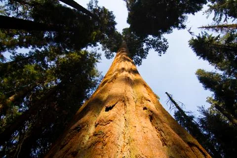 Looking up in Sequoia Stock Photos