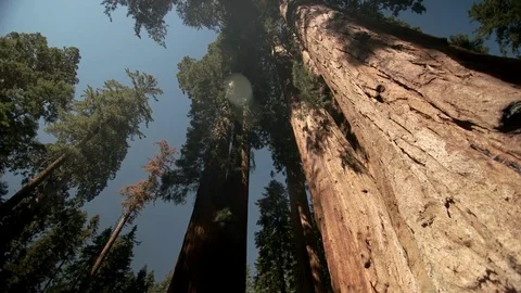 Looking up at Sequoia tree 库存影片 72046221