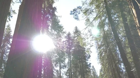 Looking up at Sequoia trees Vídeo Stock 102293026
