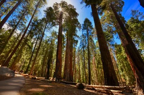Looking up at sequoia trees in Sequoia National Park Stock Photos