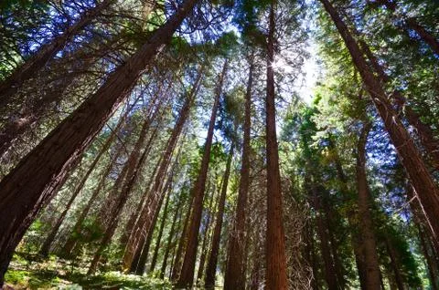 Looking up at sequoia trees in Sequoia National Park Stock Photos