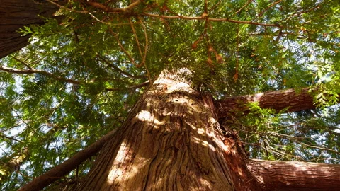 Looking up a Sequoioideae Stock Footage 320557336