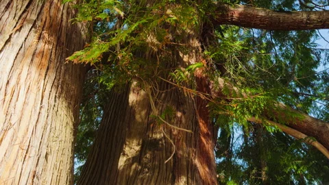 Looking up a Sequoioideae Stock-Footage 320557757