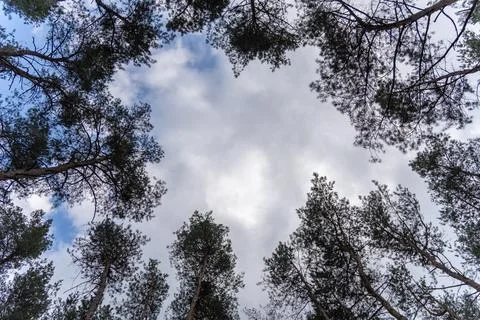 Looking up at a serene pine forest canopy against a cloudy blue sky. Фото