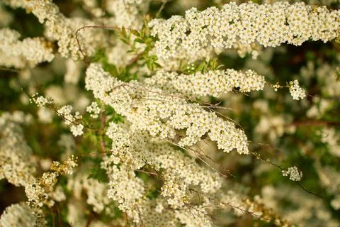 Looking up at several thin, diagonal branches of a blooming spiraea bush Stock Photos