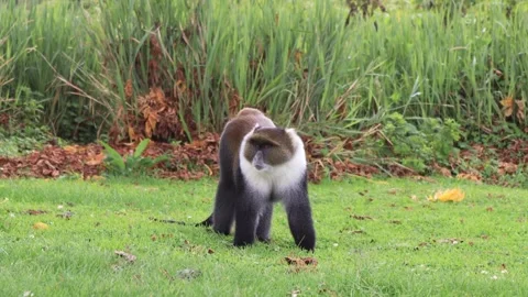 LOOKING SHARP SYKES MONKEY FEEDING ON SOFT GRASS INSIDE THE FOREST. Stock Footage 313752113