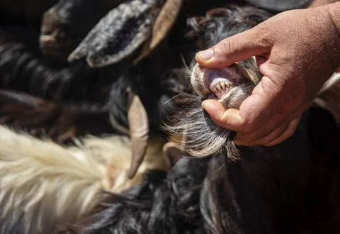 Looking sheep teeth for the feast of the lamb that commemorate a passage. Stock Photos