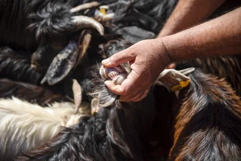 Looking at the sheep's teeth for the feast of the lamb. Stock Photos