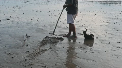 Looking for shells using iron claw Stock Footage 221606219