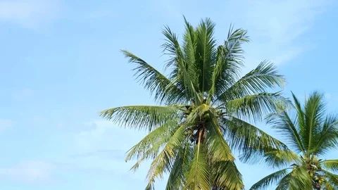 Looking up shot , overhead view on Coconuts tree, Palm tree. Beautiful Sun's Stock Footage 118879761