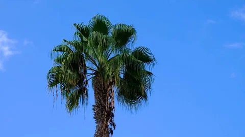Looking up shot , overhead view on Coconuts tree, Palm tree. Beautiful Sun's  Stock Footage 120792898