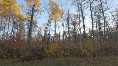 Looking to the side at autumn colored trees while driving and the sun flickering Stock Footage 287857689