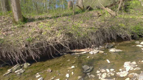Looking to Side Creek Walk Stock Footage 153037776