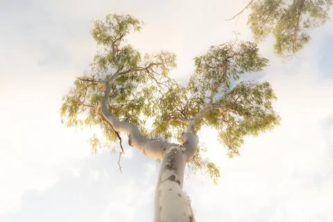 Looking up at a singular gum tree or Eucalyptus with a glowing hazy sky Stock Photos
