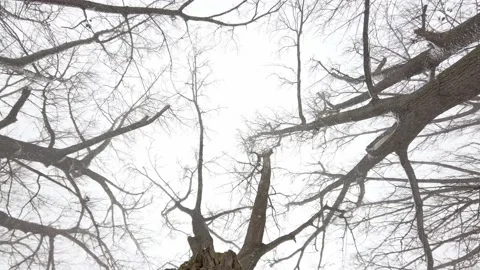 Looking up at sky amidst old trees of alley during snowfall in winter Stock Footage 146516819