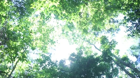 Looking up into the sky from among the trees in the forest Stock Footage 143941146