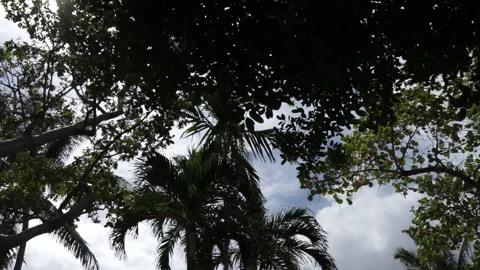 Looking at the Sky and Sun Flares through Various Trees Stock Footage 185100972