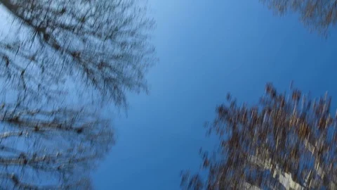 Looking up to the sky and trees. Driving fast through nature Видео 104235604