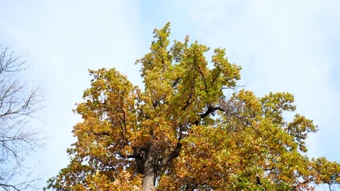 Looking up at the sky in autumn Stock Footage 120040597
