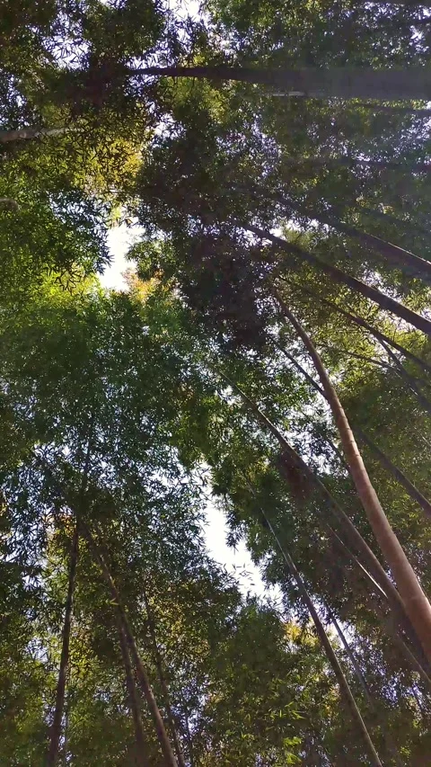 Looking up at the sky in a bamboo forest and walking through the green stalks Vidéo 330149497