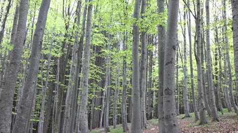 Looking up to the sky between heigh tree spring forest Vidéo 39716947