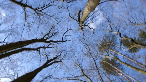 Looking Up in The Sky Between Trees in Old Forest Rotating Stock Footage 107423482