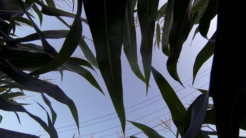 Looking Up to Sky - Camera Rises and shows Corn Field Stock Footage 92710637