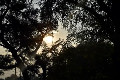 Looking at sky in dark through tree form below Stock Photos