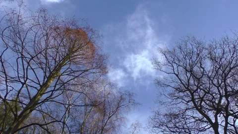 Looking to the Sky Stock Footage 231758377