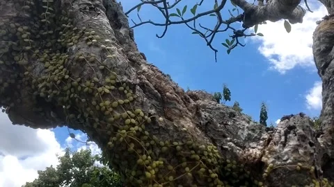 Looking Up to the Sky Stock Footage 330274231