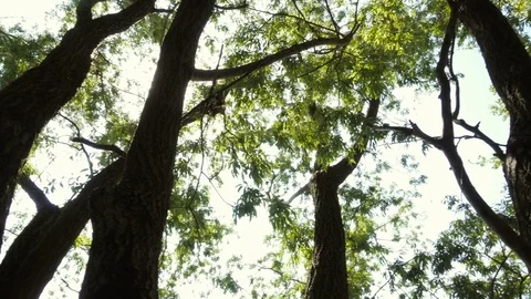 Looking Up at the Sky in the Forest Stock Footage 75837628