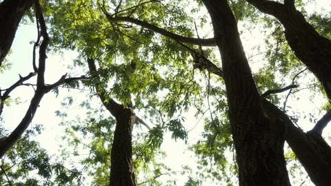Looking Up at the Sky in the Forest Stock Footage 78066904