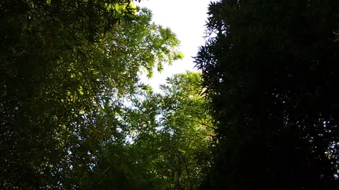 Looking up at the sky in the forest. Stock Footage 188438988