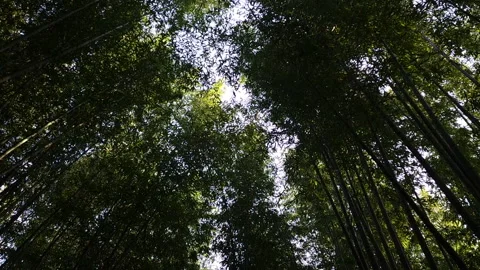 Looking up at the sky in the forest. Stock Footage 188445329