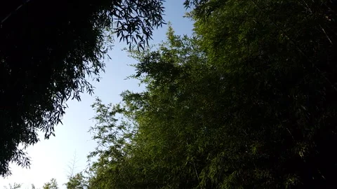 Looking up at the sky in the forest. Stock Footage 188445765