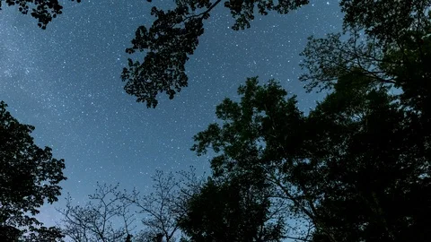 Looking up a Sky in a Forest at Night (time lapse/panning) Stock-Footage 105363342