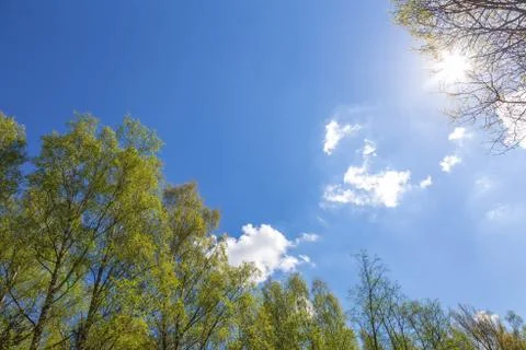Looking up to the sky in forest Stock Photos