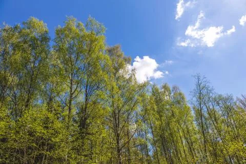 Looking up to the sky in forest Stock Photos