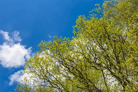 Looking up to the sky in forest Stock Photos