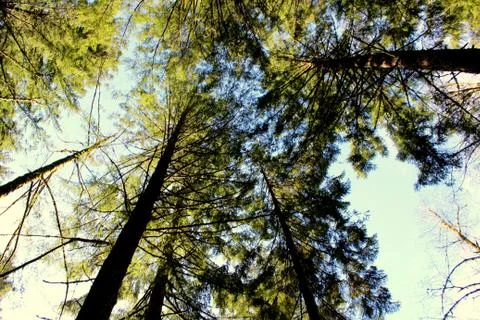 Looking at the sky in the forest Stock Photos