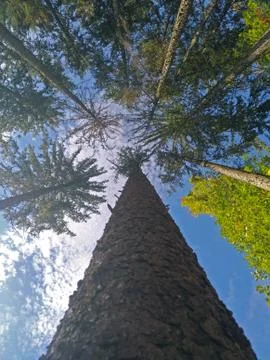 Looking to the sky in the forest Stock Photos