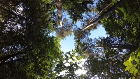 Looking up at the sky in the forest. Rotate the camera 360. Ready to loop 4k Video stock 114650697