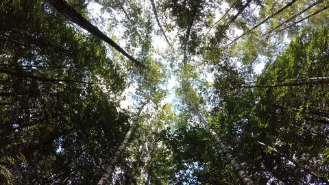 Looking up at the sky in the forest. Rotate Ready to loop Video stock 114803430