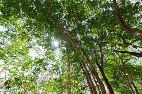 Looking up at the sky in the forest with the sunlight. Stock Photos