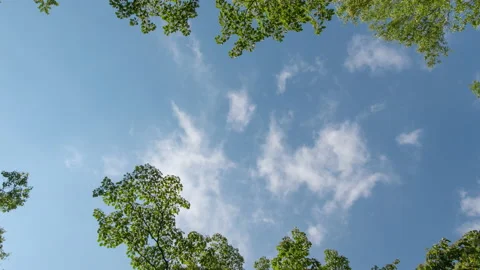 Looking up the Sky in a Forest (Time Lapse, Zoom Out) Stock-Footage 156332089