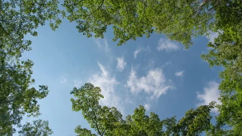 Looking up the Sky in a Forest (Time Lapse/Tilt Down) Видео 156349174