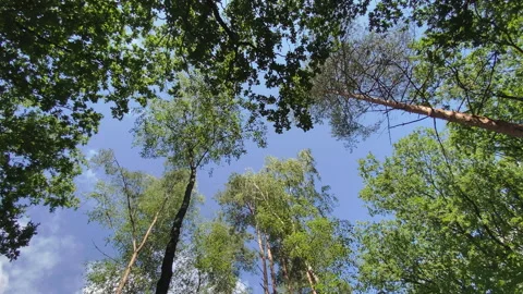 Looking up to the sky in the forest. Trees against the blue sky. Stock Footage 269009710